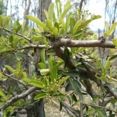 Pyracantha fortuneana at Majura, ACT - 28 Oct 2017