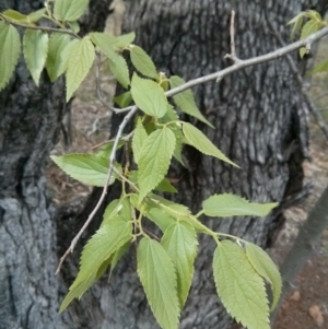 Celtis australis at Majura, ACT - 28 Oct 2017