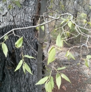 Celtis australis at Majura, ACT - 28 Oct 2017