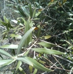 Olea europaea subsp. cuspidata (African Olive) at Majura, ACT - 28 Oct 2017 by WalterEgo