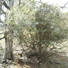 Olea europaea subsp. cuspidata at Majura, ACT - 28 Oct 2017