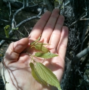 Celtis australis at Majura, ACT - 28 Oct 2017 12:56 PM