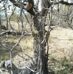Celtis australis at Majura, ACT - 28 Oct 2017 12:56 PM
