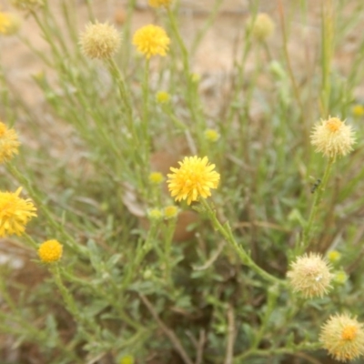 Calotis lappulacea (Yellow Burr Daisy) at Deakin, ACT - 26 Oct 2017 by MichaelMulvaney