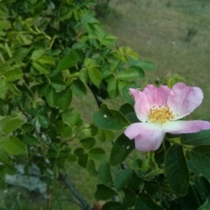 Rosa rubiginosa at Majura, ACT - 28 Oct 2017 01:07 PM