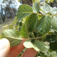 Rosa rubiginosa at Majura, ACT - 28 Oct 2017 01:07 PM