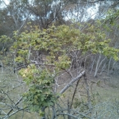 Rosa rubiginosa at Majura, ACT - 28 Oct 2017 01:07 PM