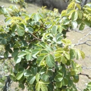 Rosa rubiginosa at Majura, ACT - 28 Oct 2017 01:07 PM