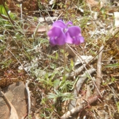 Swainsona sericea (Silky Swainson-Pea) at Red Hill, ACT - 27 Oct 2017 by MichaelMulvaney