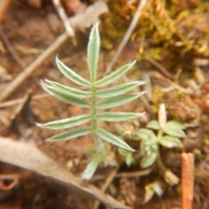 Swainsona sericea at Red Hill, ACT - 27 Oct 2017