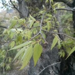 Celtis australis (Nettle Tree) at Mount Ainslie - 28 Oct 2017 by WalterEgo