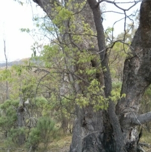 Celtis australis at Majura, ACT - 28 Oct 2017 01:18 PM