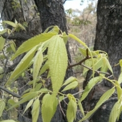 Celtis australis at Majura, ACT - 28 Oct 2017