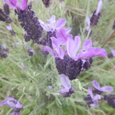 Lavandula stoechas (Spanish Lavender or Topped Lavender) at Greenway, ACT - 28 Oct 2017 by MichaelMulvaney