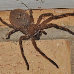 Neosparassus calligaster at Wanniassa, ACT - 28 Oct 2017