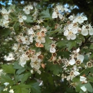 Crataegus monogyna at Majura, ACT - 28 Oct 2017