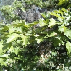 Crataegus monogyna at Majura, ACT - 28 Oct 2017