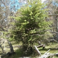 Crataegus monogyna at Majura, ACT - 28 Oct 2017