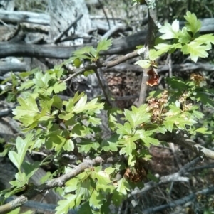 Crataegus monogyna at Majura, ACT - 28 Oct 2017