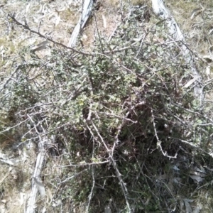 Crataegus monogyna at Majura, ACT - 28 Oct 2017 01:26 PM