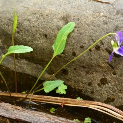 Viola betonicifolia (Mountain Violet) at Lyneham, ACT - 26 Oct 2017 by Jek