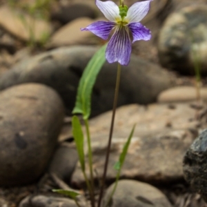 Viola betonicifolia at Lyneham, ACT - 26 Oct 2017