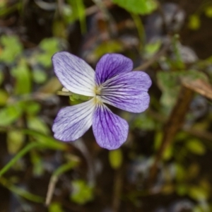 Viola betonicifolia at Lyneham, ACT - 26 Oct 2017