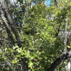 Crataegus monogyna at Majura, ACT - 28 Oct 2017 01:39 PM