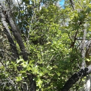 Crataegus monogyna at Majura, ACT - 28 Oct 2017