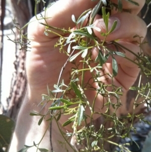 Clematis leptophylla at Hackett, ACT - 28 Oct 2017