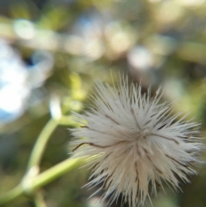 Clematis leptophylla at Hackett, ACT - 28 Oct 2017