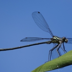 Austroargiolestes icteromelas at Canberra Central, ACT - 28 Oct 2017