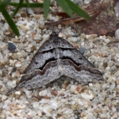 Dichromodes atrosignata (Black-signed Heath Moth ) at Tennent, ACT - 28 Oct 2017 by HarveyPerkins