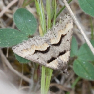 Dichromodes atrosignata at Tennent, ACT - 28 Oct 2017