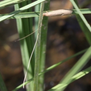 Triplectides sp. (genus) at Theodore, ACT - 28 Oct 2017 01:55 PM