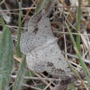 Taxeotis intextata at Theodore, ACT - 28 Oct 2017 01:16 PM