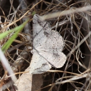 Taxeotis intextata at Theodore, ACT - 28 Oct 2017 01:16 PM