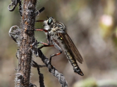 Dolopus rubrithorax (Large Brown Robber Fly) at Theodore, ACT - 28 Oct 2017 by HarveyPerkins