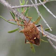 Poecilometis strigatus (Gum Tree Shield Bug) at Tennent, ACT - 28 Oct 2017 by HarveyPerkins