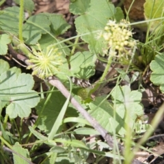 Hydrocotyle laxiflora (Stinking Pennywort) at Michelago, NSW - 20 Dec 2010 by Illilanga