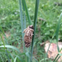 Psychidae (family) IMMATURE (Unidentified case moth or bagworm) at Michelago, NSW - 25 Dec 2014 by Illilanga