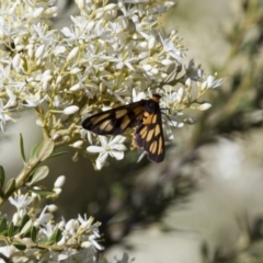 Amata (genus) (Handmaiden Moth) at Michelago, NSW - 5 Jan 2015 by Illilanga