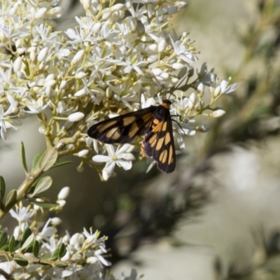 Amata (genus) (Handmaiden Moth) at Michelago, NSW - 4 Jan 2015 by Illilanga