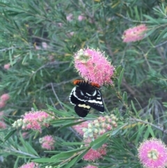 Phalaenoides glycinae (Grapevine Moth) at Michelago, NSW - 9 Feb 2017 by Illilanga