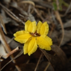 Goodenia hederacea subsp. hederacea (Ivy Goodenia, Forest Goodenia) at Belconnen, ACT - 25 Oct 2017 by CathB