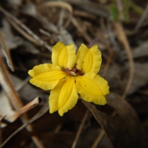 Goodenia hederacea subsp. hederacea at Belconnen, ACT - 26 Oct 2017