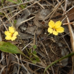 Goodenia hederacea subsp. hederacea at Belconnen, ACT - 26 Oct 2017