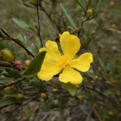 Hibbertia obtusifolia (Grey Guinea-flower) at Mount Painter - 25 Oct 2017 by CathB