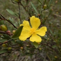 Hibbertia obtusifolia (Grey Guinea-flower) at Belconnen, ACT - 26 Oct 2017 by CathB