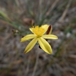 Tricoryne elatior at Belconnen, ACT - 27 Oct 2017